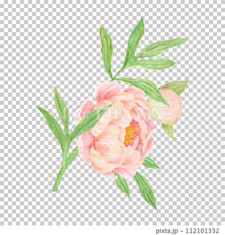 Peach peony bouquet watercolor hand drawn painting. Chinese national symbol illustration. Realistic flower clipart, floral arrangement for card design, wedding invitation, prints, textile, packing Peach peony bouquet watercolor hand drawn painting. Chinese national symbol illustration. Realistic flower clipart, floral arrangement for card design, wedding invitation, prints, textile, packing 112101332