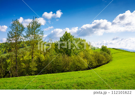 landscape of transcarpathia in spring. scenery with trees on the grassy hill. cozy green environment. sunny day beneath a sky with clouds 112101622