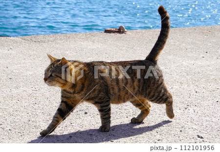 堂々と漁港を歩く地域猫 堂々と漁港を歩く地域猫 112101956