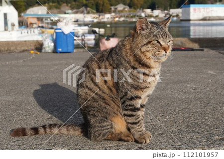 猫背になって座る漁港の地域猫 猫背になって座る漁港の地域猫 112101957