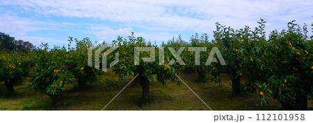 柿の果樹園のパノラマ 112101958