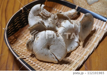 キノコ狩り オオイチョウタケ キノコ狩り オオイチョウタケ 112101965