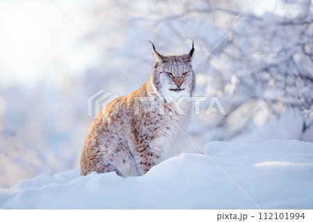 Eurasian Lynx in Snowy Scandinavian Forest an Beautiful Evening 112101994