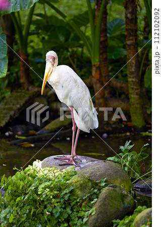 Milky Stork (Mycteria cinerea) surrounding, bird park Milky Stork (Mycteria cinerea) surrounding, bird park 112102092