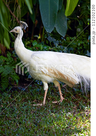 White peacock in nature surrounding 112102100