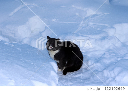 A gray sad wild cat sits in winter in a village garden A gray sad wild cat sits in winter in a village garden 112102649
