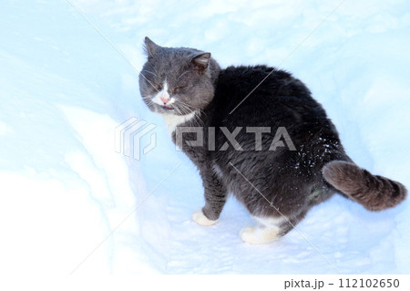 A gray wild cat closed its eyes in winter in a village garden 112102650