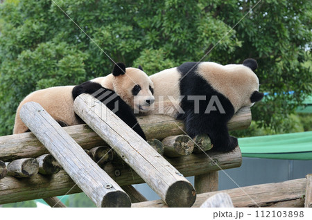 遊具の上でくつろぐ愛浜・明浜 112103898