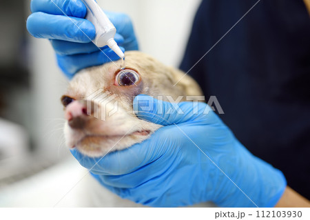 Veterinary doctor checks eyesight of a small dog of the breed Chihuahua in a veterinary clinic. Vet apply drops or ointment to the eyes of pet. Veterinary doctor checks eyesight of a small dog of the breed Chihuahua in a veterinary clinic. Vet apply drops or ointment to the eyes of pet. 112103930