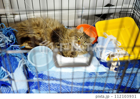 An elderly cat is in a big cage in a vet clinic or in an animal shelter. Hotels for domestic animals. Overexposure of pets 112103931