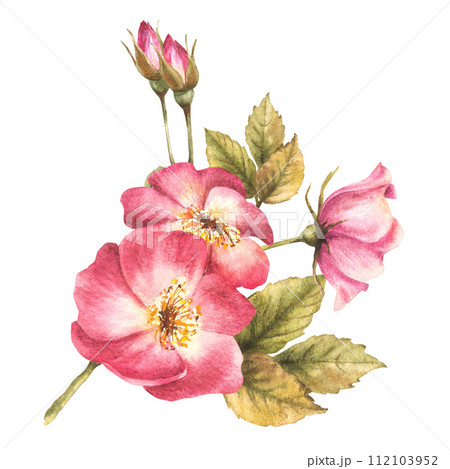 Watercolor pink wild rose hip branch with buds and flowers, dog or brier rose im bloom. Botanical clipart for card, logo, medical label print. Hand drawn floral illustration isolated white background. 112103952