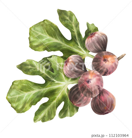 A branch of juicy, ripe purple figs with leaves and whole fruit Food, plant, botanical clipart for card, jam label, sticker, price tag, logo Hand drawn watercolor illustration Isolated white 112103964