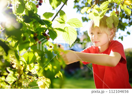 A child picking up blackberries in the garden on a sunny summer day. Kid is stretching and grabbing ripe berries. A child picking up blackberries in the garden on a sunny summer day. Kid is stretching and grabbing ripe berries. 112104656