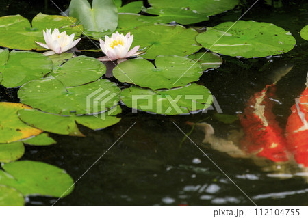 三原三景園　鯉が泳ぐ睡蓮の咲く池 112104755