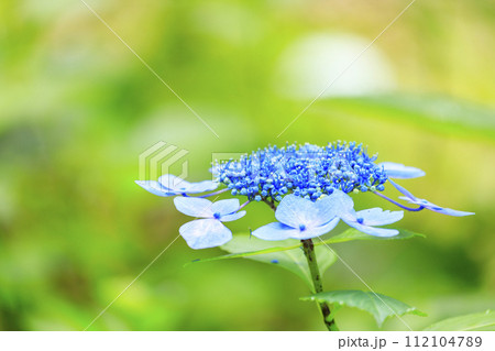三原三景園 梅雨の花紫陽花 三原三景園 梅雨の花紫陽花 112104789