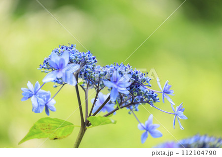 三原三景園 梅雨の花紫陽花 三原三景園 梅雨の花紫陽花 112104790