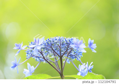三原三景園　梅雨の花紫陽花 112104791