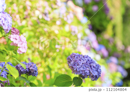 三原三景園　梅雨の花紫陽花 112104804