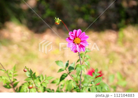 ダリアの花 112104883