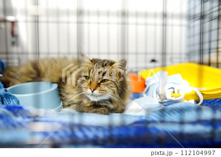 An elderly cat is in a big cage in a vet clinic or in an animal shelter. Hotels for domestic animals. Overexposure of pets 112104997