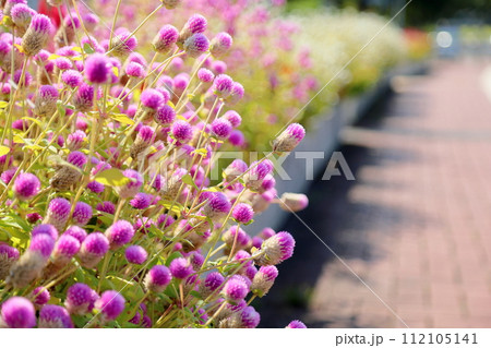 センニチコウの花 センニチコウの花 112105141