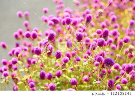 センニチコウの花 センニチコウの花 112105143
