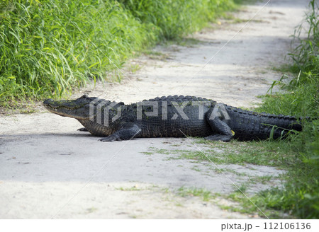 American Alligator resting on a trail American Alligator resting on a trail 112106136