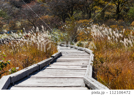 群馬県前橋市の秋 紅葉の赤城山覚満淵 群馬県前橋市の秋 紅葉の赤城山覚満淵 112106472
