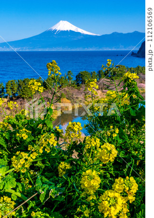 西伊豆の井田から見た菜の花と駿河湾越しの冠雪した富士山 112106569