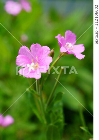 6497　オオアカバナ 112106602