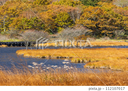群馬県前橋市の秋 紅葉の赤城山覚満淵 群馬県前橋市の秋 紅葉の赤城山覚満淵 112107017