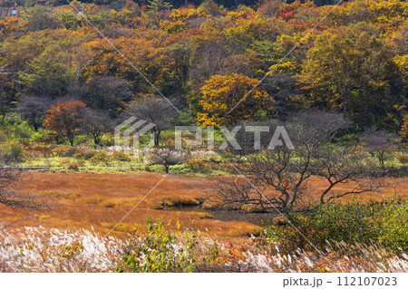 群馬県前橋市の秋 紅葉の赤城山覚満淵 群馬県前橋市の秋 紅葉の赤城山覚満淵 112107023