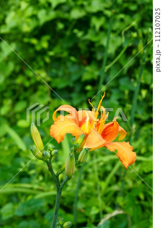 6505　ノカンゾウ 112107025