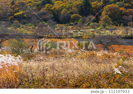 群馬県前橋市の秋 紅葉の赤城山覚満淵 群馬県前橋市の秋 紅葉の赤城山覚満淵 112107033