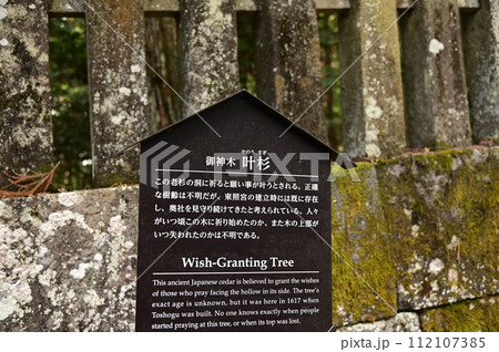 日光東照宮　叶杉（かなうすぎ） 112107385