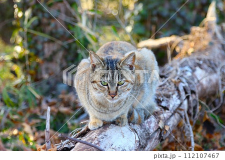 ゆずの里毛呂山町の里山で倒木に乗って見つめるトラ猫の光景 112107467