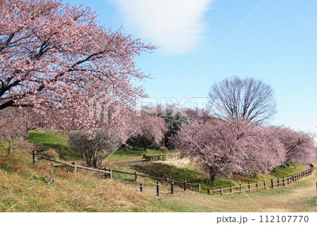 深谷市 榛の森公園 深谷市 榛の森公園 112107770