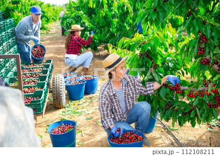 Female farm worker harvesting sweet cherries in garden Female farm worker harvesting sweet cherries in garden 112108211