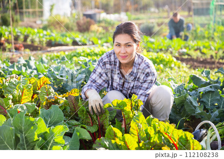 Woman farmer checks the growth of beets in garden 112108238