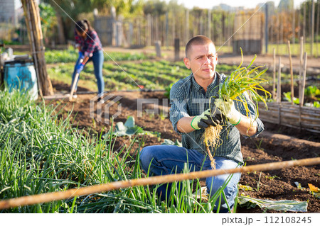 Successful male gardener with green onion on field Successful male gardener with green onion on field 112108245