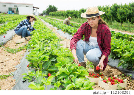 Young female farmer gathering crop of strawberries on farm field Young female farmer gathering crop of strawberries on farm field 112108295