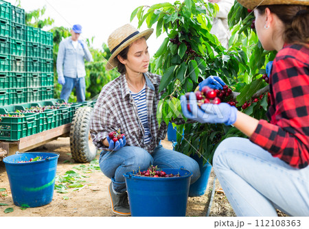 Female farmer gathering crop of sweet cherries in orchard 112108363