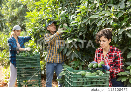 Positive farmers picking avocados in fruit farm Positive farmers picking avocados in fruit farm 112108475