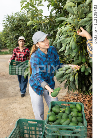 Positive farmer woman picking avocados in garden Positive farmer woman picking avocados in garden 112108483