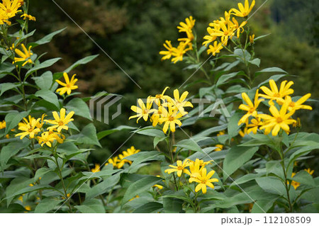 山に咲いている多数のキクイモの花 山に咲いている多数のキクイモの花 112108509