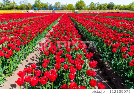 新潟　胎内チューリップフェステイバル 112109073