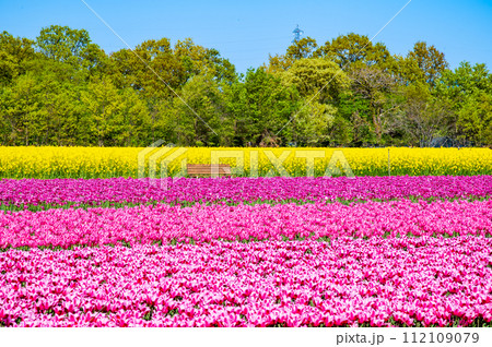 新潟 胎内チューリップフェステイバル 新潟 胎内チューリップフェステイバル 112109079