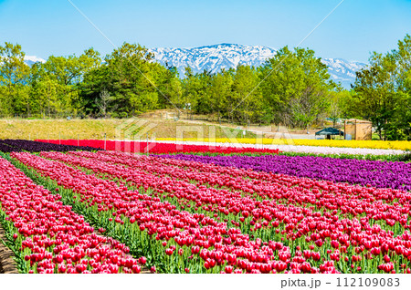 新潟　胎内チューリップフェステイバル 112109083