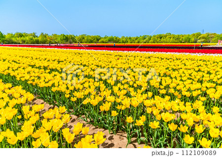 新潟　胎内チューリップフェステイバル 112109089