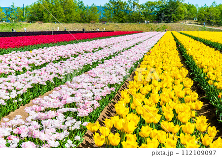 新潟 胎内チューリップフェステイバル 新潟 胎内チューリップフェステイバル 112109097